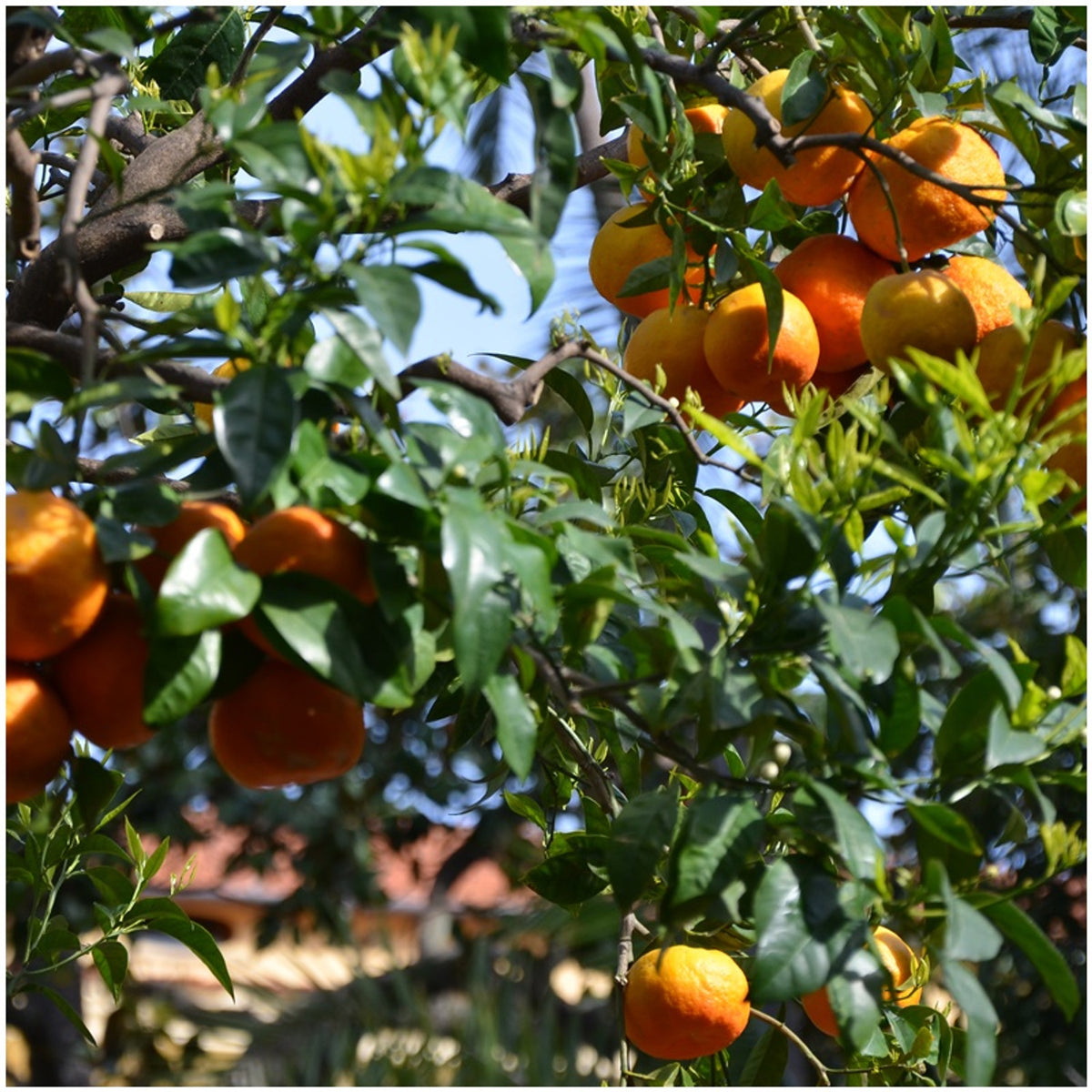 Fleur de Sel naranja