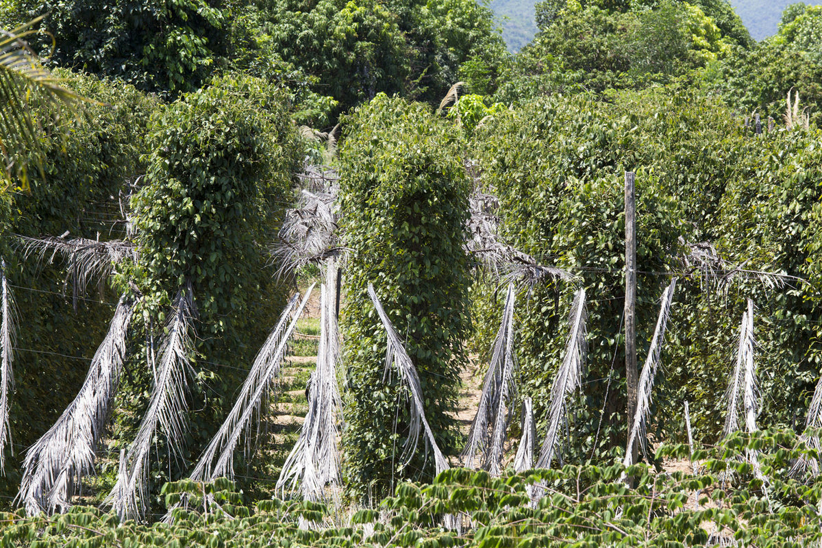 roter Kampot Pfeffer